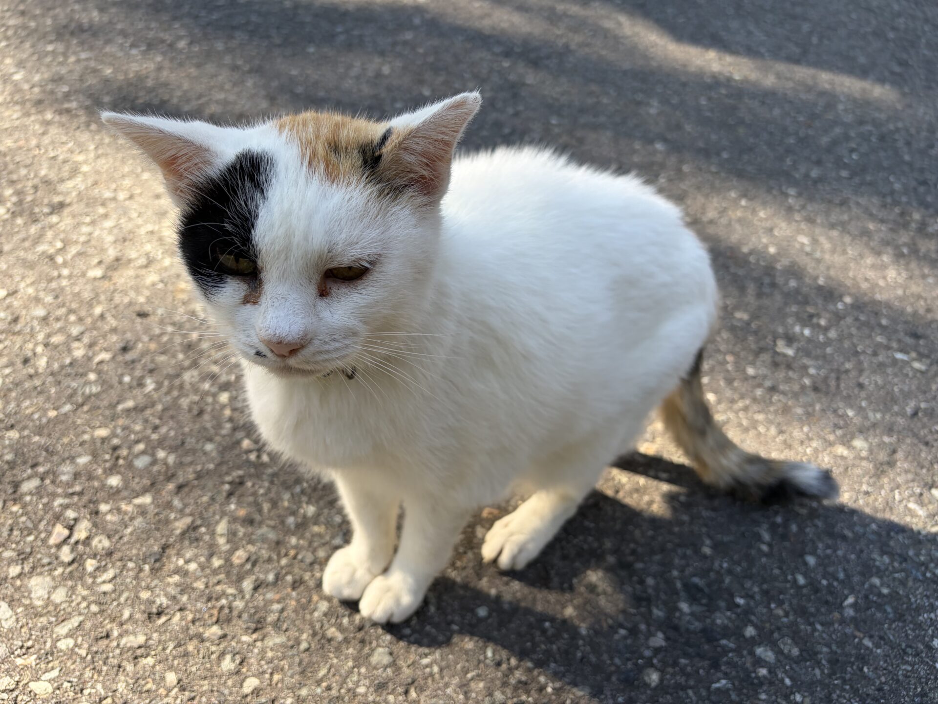 敷地の道路で日向ぼっこする白い猫。黒と茶の耳を持つ